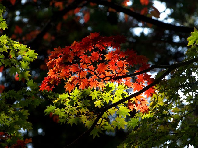 autumn colors・・・２_d0129108_1935355.jpg