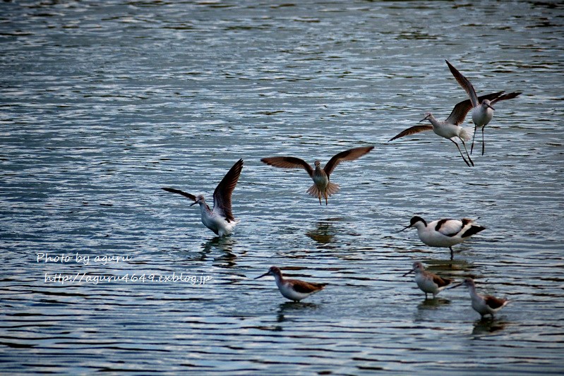 鳥たちの湖（うみ）_f0160241_2311474.jpg