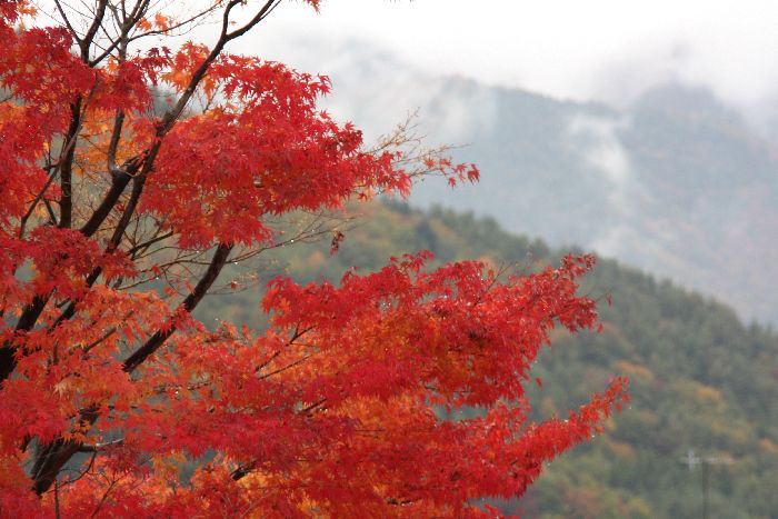 河口湖の紅葉_c0135957_2147212.jpg