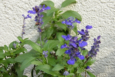 f0171857_1711085.jpg