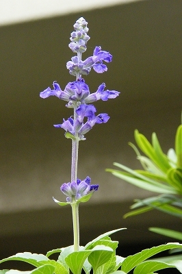 f0171857_17113728.jpg