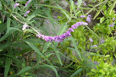 f0171857_17947100.jpg