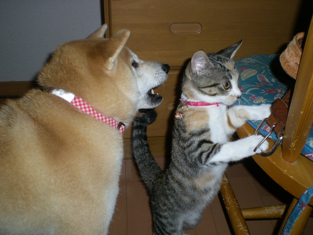 2008年11月10日(月)2人だけのお留守番!_f0060461_18484414.jpg