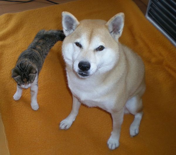 2008年11月10日(月)2人だけのお留守番!_f0060461_18591356.jpg