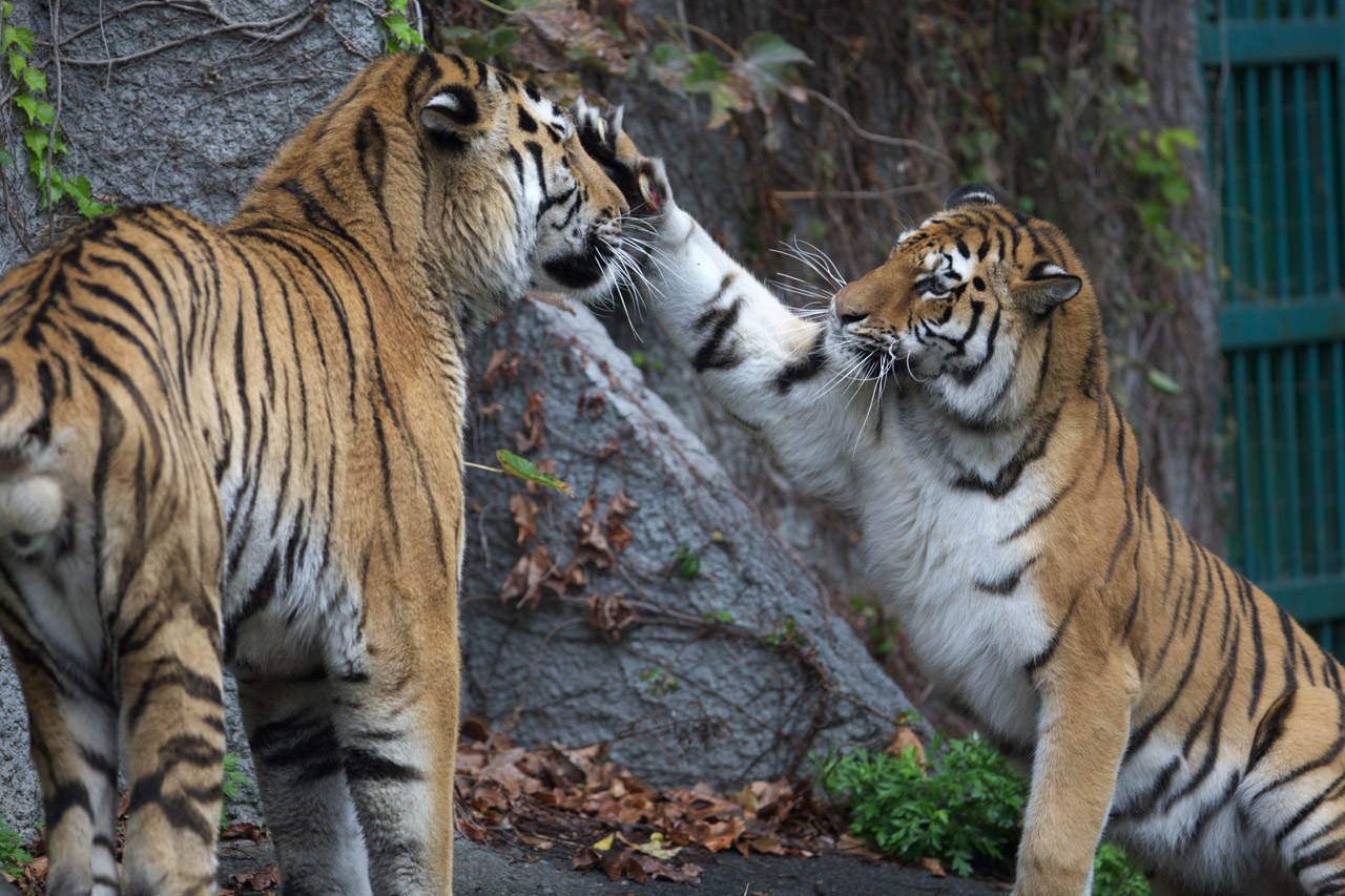 天王寺動物園599_e0060169_647495.jpg