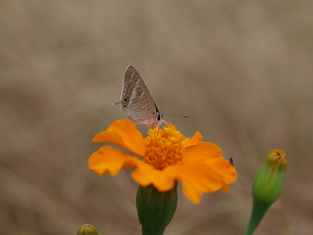 b0135573_17354414.jpg