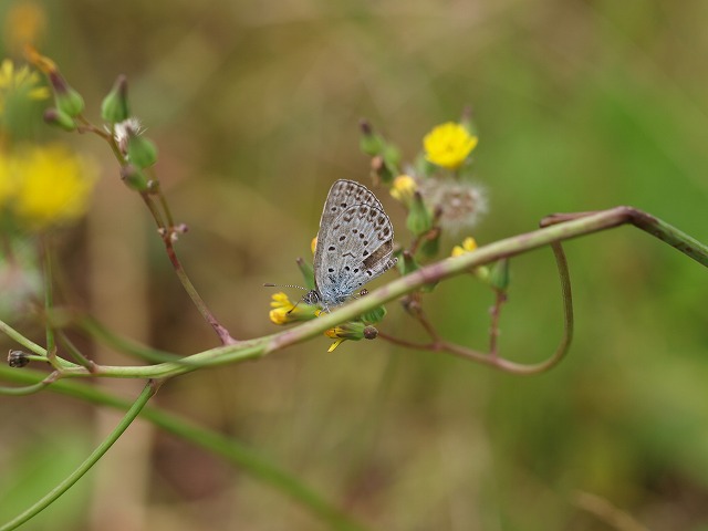 b0135573_17361954.jpg