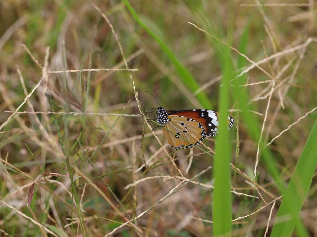 b0135573_17365870.jpg