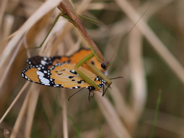 b0135573_17372116.jpg