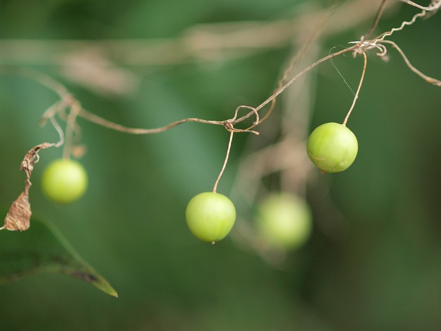 b0135573_17382761.jpg