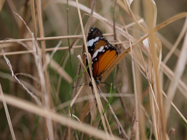 b0135573_17391067.jpg