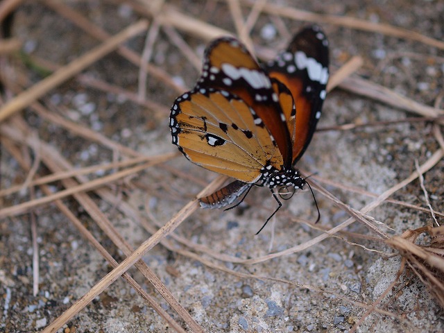 b0135573_17392927.jpg