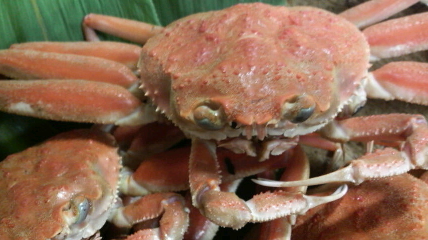 f0138073_16254660.jpg