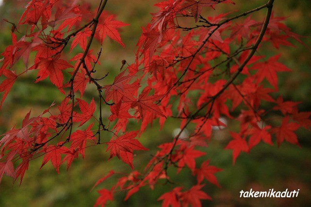 紅葉日和_f0145980_21513388.jpg