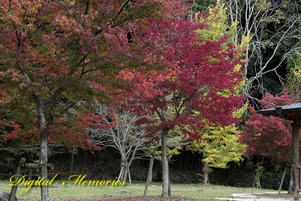 近水公園 【足守】 紅葉　２００８_c0083985_21403430.jpg