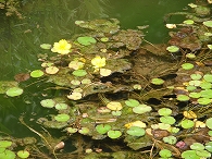 c0105785_937578.jpg
