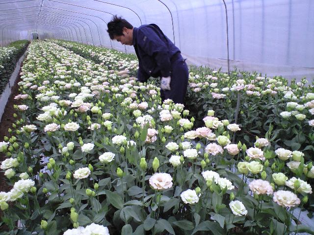 出荷始まりました!_d0099708_1534029.jpg