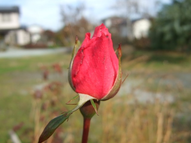 f0143119_2229237.jpg