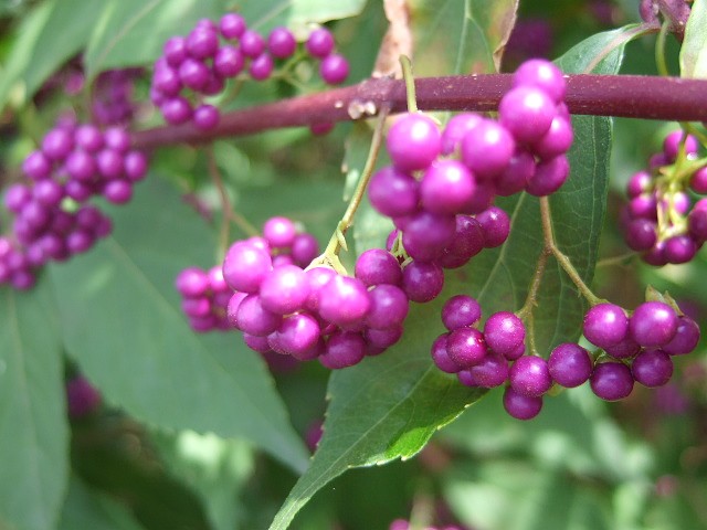 f0143119_2230057.jpg