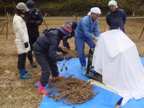 脱穀　苦労した畦マメがやっと大豆になるまで_d0035025_179829.jpg