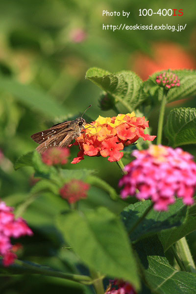 《花》　ランタナ2　100-300mm　（川口グリーンセンター）_c0080036_23214682.jpg