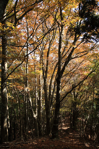 百前森山から果無山脈へ（ブナの平、石地力山）_c0119036_17292825.jpg