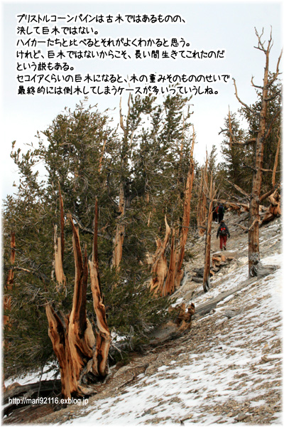 樹齢4000年の古代松の森 White Mountains A Little Something To Say From California 樹齢4000年の古代松の森 White Mountains A Little Something To Say From California
