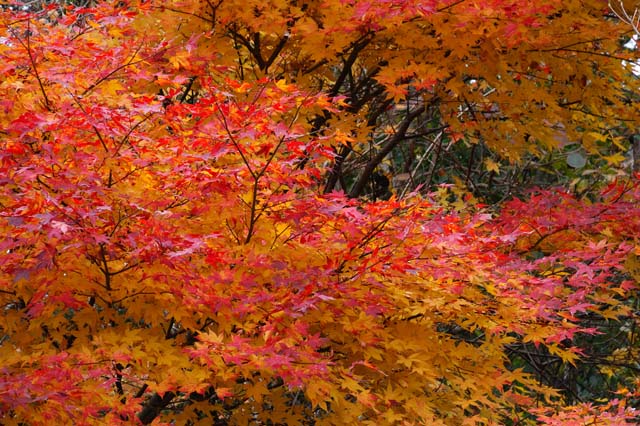 イタヤカエデの紅葉 六甲山花紀行