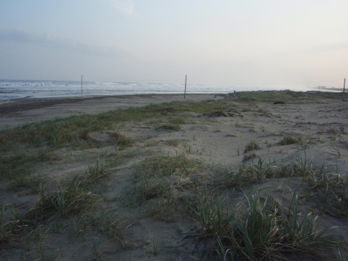 九十九里浜 海岸砂丘はどこにある Beachmollusc ひむかのハマグリ 九十九里浜 海岸砂丘はどこにある Beachmollusc ひむかのハマグリ