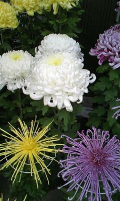 オフィス街に大輪の菊_d0082655_19302484.jpg