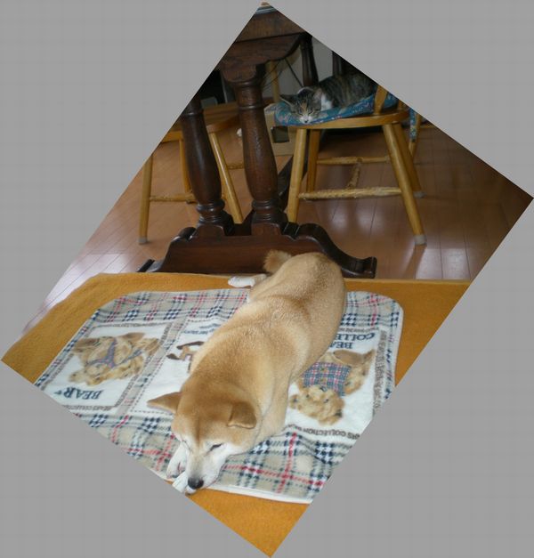 2008年11月11日(火)いつも一緒!_f0060461_1728796.jpg