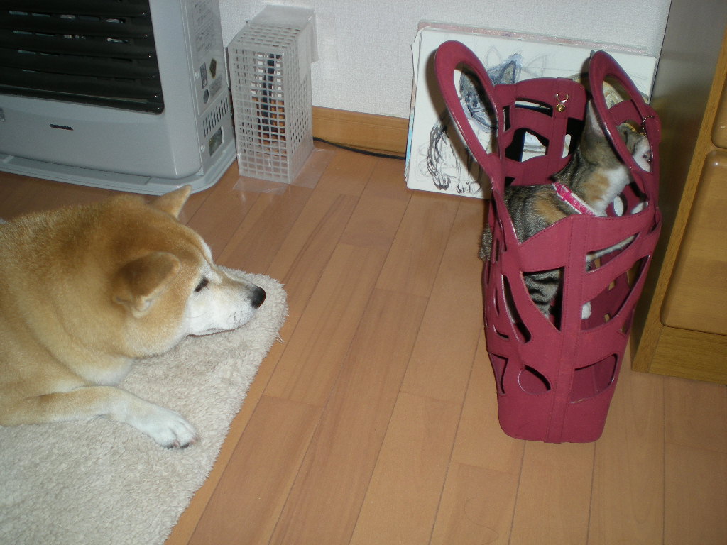 2008年11月11日(火)いつも一緒!_f0060461_17291615.jpg