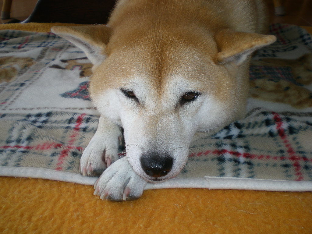 2008年11月11日(火)いつも一緒!_f0060461_17315083.jpg