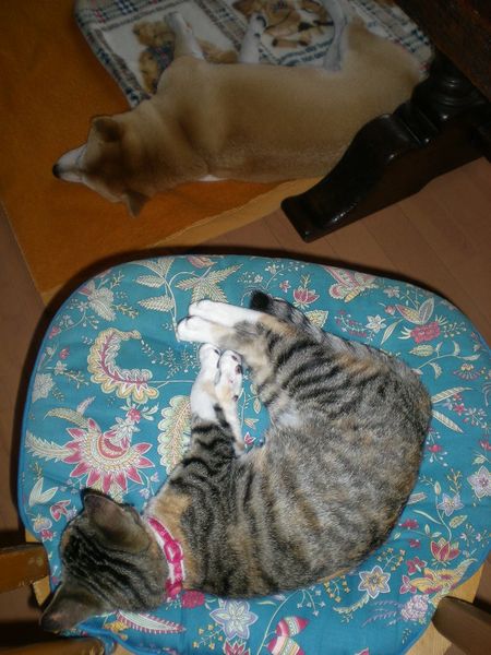 2008年11月11日(火)いつも一緒!_f0060461_1735446.jpg