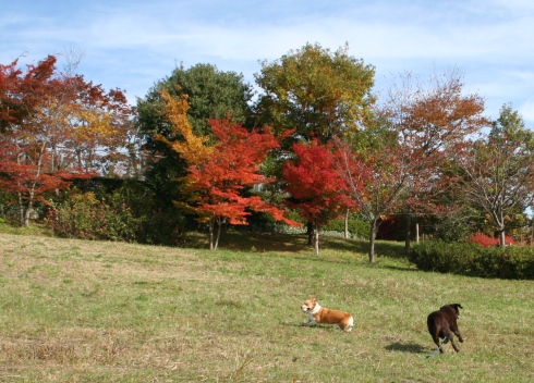 autumn color_f0168361_2365591.jpg