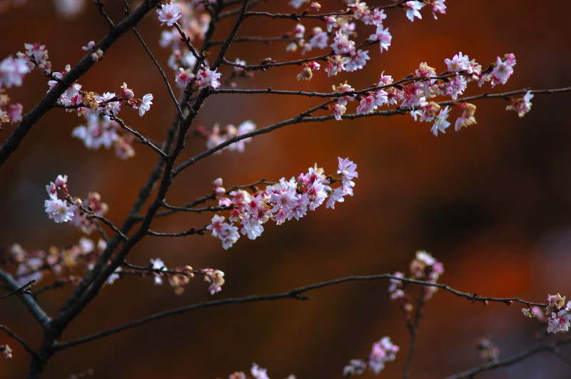 冬桜　城峰公園　（２）_b0104774_2285361.jpg