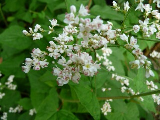 e0046477_2034776.jpg