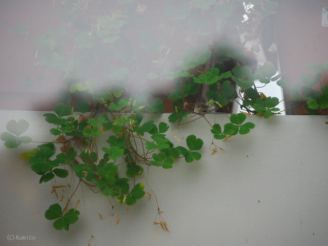 c0090703_152211.jpg