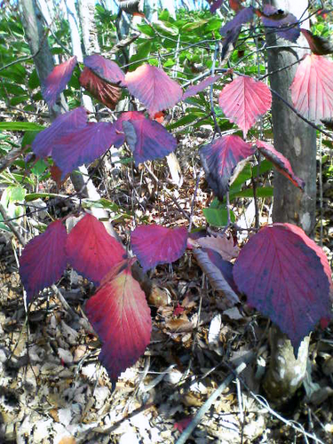 温泉＆紅葉トレッキング in 福島_e0083204_1264811.jpg