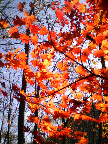 温泉＆紅葉トレッキング in 福島_e0083204_1274727.jpg