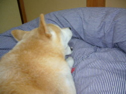 e0131506_06536.jpg