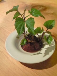 e0134907_1754080.jpg
