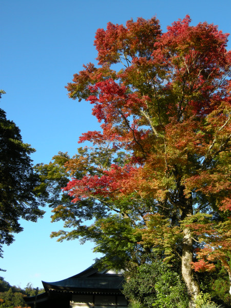 英彦山へ紅葉狩り　2008.11.11_f0196109_22333567.jpg