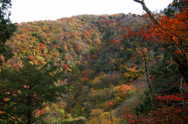 英彦山へ紅葉狩り　2008.11.11_f0196109_22363079.jpg