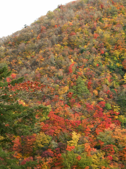 英彦山へ紅葉狩り　2008.11.11_f0196109_22364138.jpg