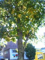a0098027_16384190.jpg