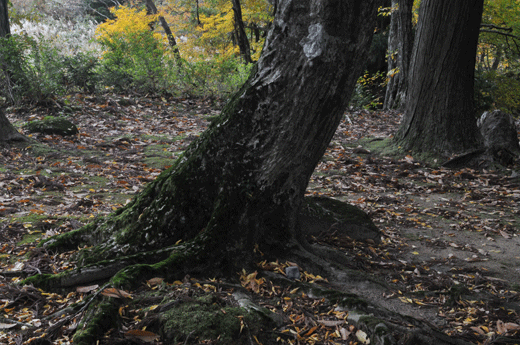 紅葉(3)_c0093046_19463384.gif