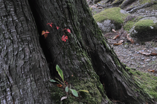 紅葉(3)_c0093046_19465783.gif