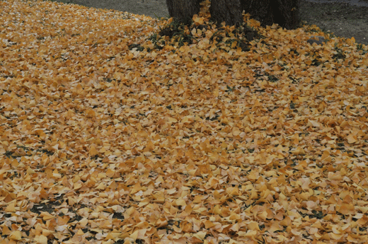 紅葉(3)_c0093046_19471823.gif