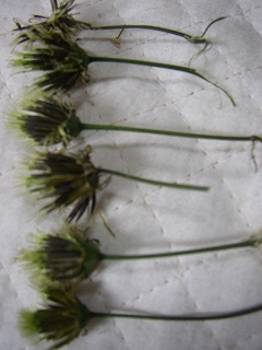 a0068350_4305342.jpg